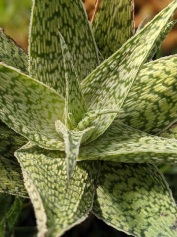 Lg. Speckled Delta Lights Aloe Plant (aloe fragilis) - Image 6