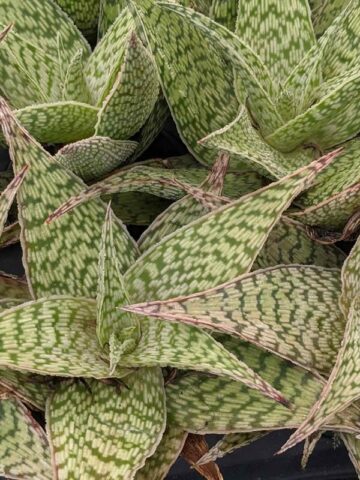 Lg. Speckled Delta Lights Aloe Plant (aloe fragilis) - Image 7