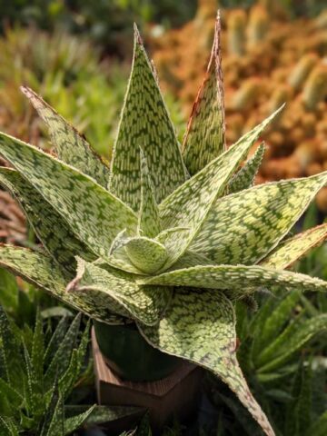 Alternative view of Lg. Speckled Delta Lights Aloe Plant (aloe fragilis)