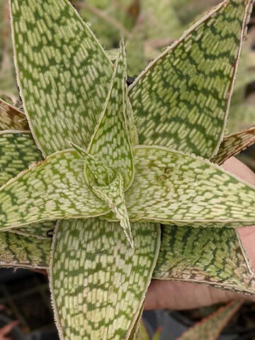 Lg. Speckled Delta Lights Aloe Plant (aloe fragilis) - Image 3