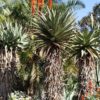Magnificent Cape Medical Aloe Plant Plant (aloe ferox)