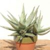 New Imported Kenya Silver Aloe Plant (aloe fragilis)