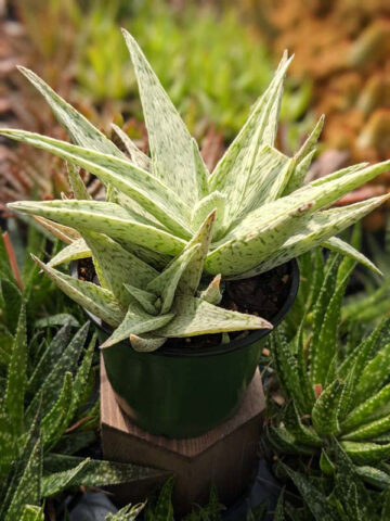 New Imported Kenya Silver Aloe Plant (aloe fragilis)