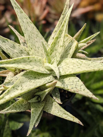 New Imported Kenya Silver Aloe Plant (aloe fragilis) - Image 6