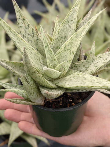 Alternative view of New Imported Kenya Silver Aloe Plant (aloe fragilis)