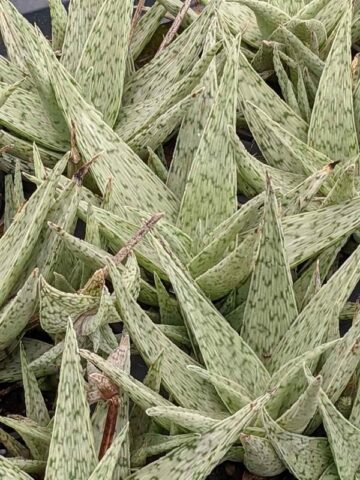 New Imported Kenya Silver Aloe Plant (aloe fragilis) - Image 3