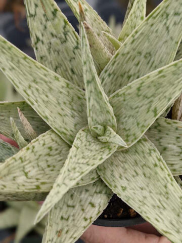 New Imported Kenya Silver Aloe Plant (aloe fragilis) - Image 4