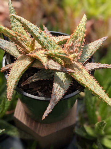 Lg. Popular Lavender Viper Aloe Plant (aloe fragilis)