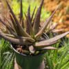 Delicate Gastrolea Midnight Aloe Plant (aloe fragilis)