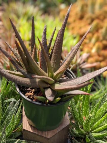 Delicate Gastrolea Midnight Aloe Plant (aloe fragilis)