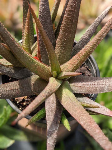 Delicate Gastrolea Midnight Aloe Plant (aloe fragilis) - Image 3