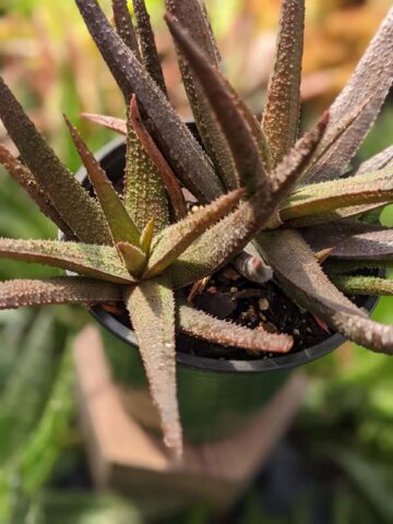 Delicate Gastrolea Midnight Aloe Plant (aloe fragilis) - Image 4