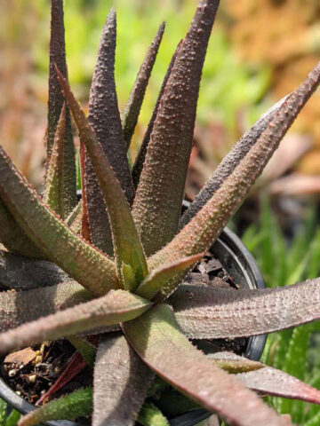 Alternative view of Delicate Gastrolea Midnight Aloe Plant (aloe fragilis)