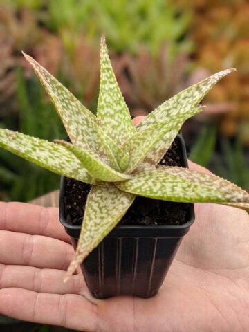 Snow White Beauty Aloe Plant (aloe fragilis) - Image 3