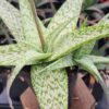 Snow White Beauty Aloe Plant (aloe fragilis)