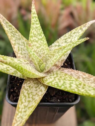 Alternative view of Snow White Beauty Aloe Plant (aloe fragilis)