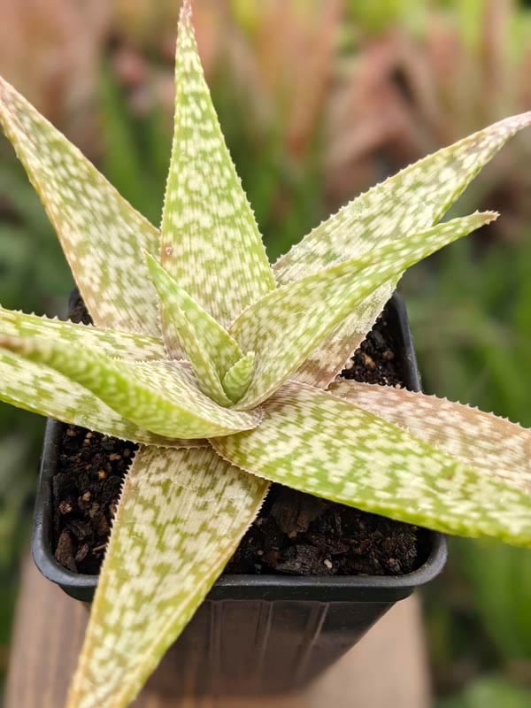 Snow White Beauty Aloe Plant (aloe fragilis) - Image 2