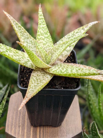 Snow White Beauty Aloe Plant (aloe fragilis)