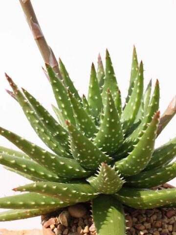 Special Hybrid Green Gold Aloe Plant (aloe sp) - Image 2