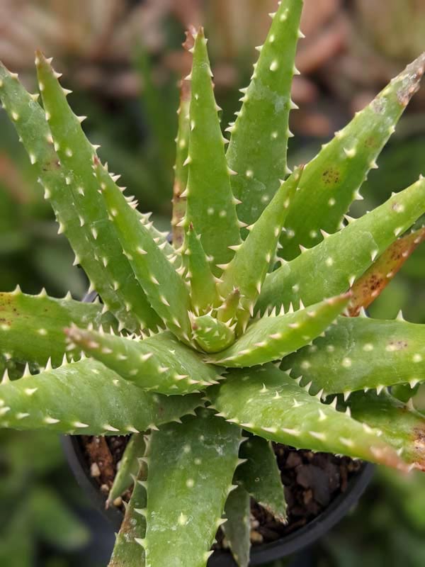 Special Hybrid Green Gold Aloe Plant (aloe sp) - Image 3