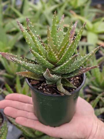 Alternative view of Special Hybrid Green Gold Aloe Plant (aloe sp)