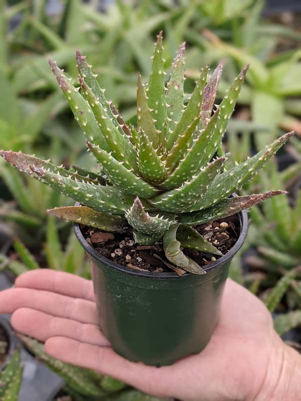 Special Hybrid Green Gold Aloe Plant (aloe sp) - Image 2