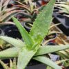 Lg. Gorgeous Hilo Beauty Aloe Plant (aloe sp)
