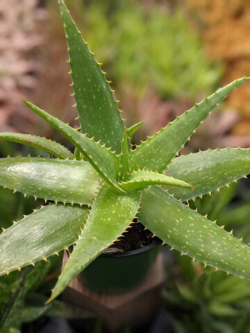 Lg. Gorgeous Hilo Beauty Aloe Plant (aloe sp)