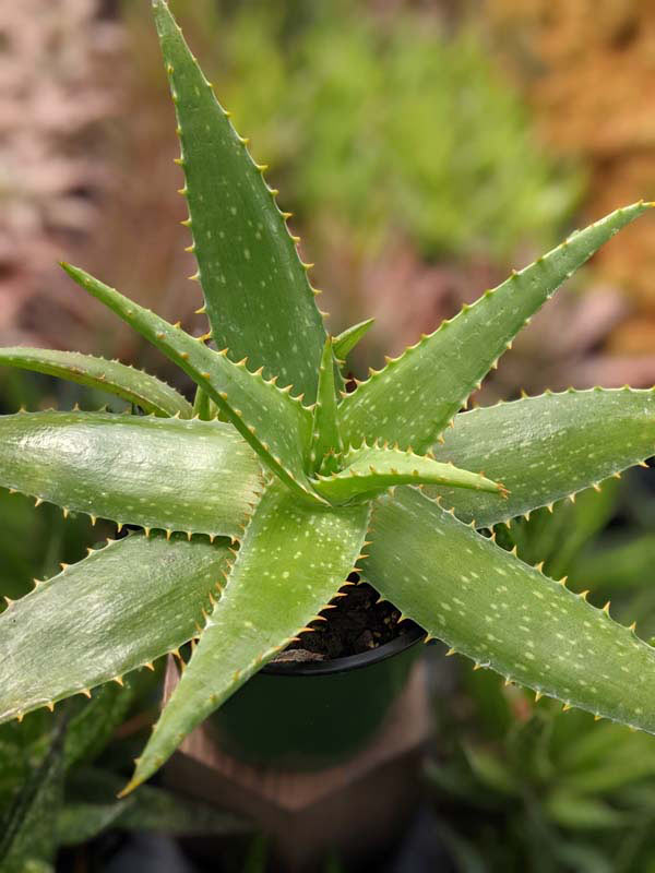 Lg. Gorgeous Hilo Beauty Aloe Plant (aloe sp)