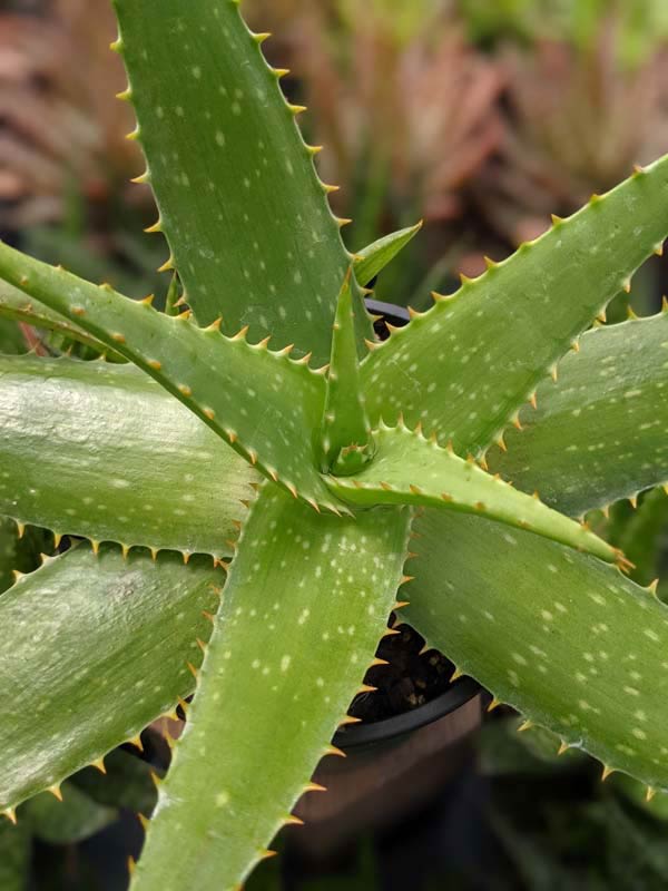 Lg. Gorgeous Hilo Beauty Aloe Plant (aloe sp) - Image 5