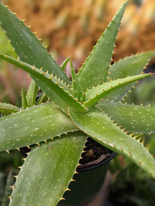 Lg. Gorgeous Hilo Beauty Aloe Plant (aloe sp) - Image 4