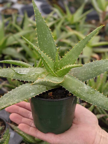 Alternative view of Lg. Gorgeous Hilo Beauty Aloe Plant (aloe sp)