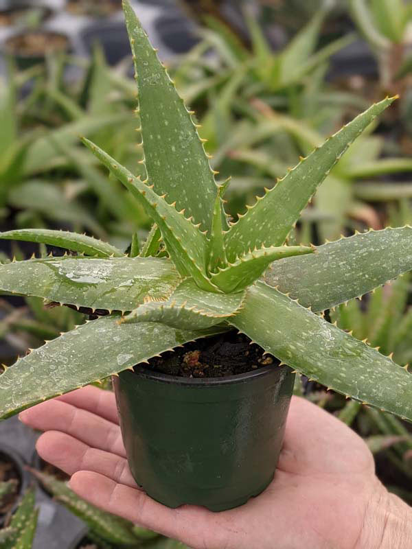 Lg. Gorgeous Hilo Beauty Aloe Plant (aloe sp) - Image 2