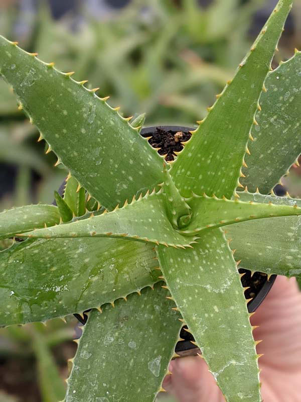 Lg. Gorgeous Hilo Beauty Aloe Plant (aloe sp) - Image 3