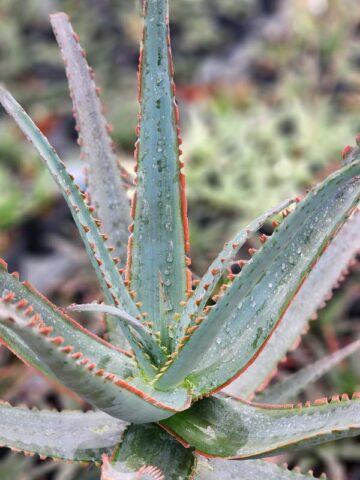 Lg. Hona Red Sapphire Aloe Plant (aloe sp) - Image 2