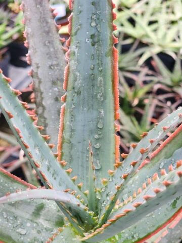 Lg. Hona Red Sapphire Aloe Plant (aloe sp) - Image 3