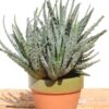 Lg. Cute Spider Aloe Plant (aloe humilis)