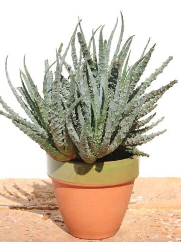 Lg. Cute Spider Aloe Plant (aloe humilis)