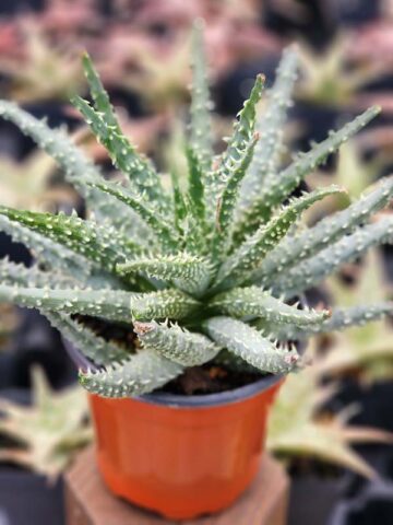 Lg. Cute Spider Aloe Plant (aloe humilis) - Image 3
