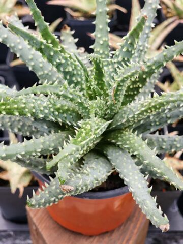 Lg. Cute Spider Aloe Plant (aloe humilis) - Image 4