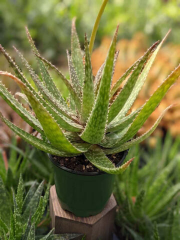 Lg. Spectacular Maui Mounding Aloe Plant (aloe sp) - Image 4