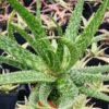 Lg. Spectacular Maui Mounding Aloe Plant (aloe sp)