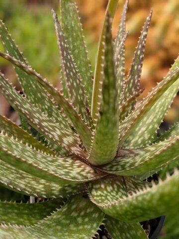 Lg. Spectacular Maui Mounding Aloe Plant (aloe sp) - Image 5