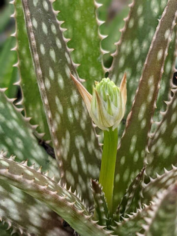 Alternative view of Lg. Spectacular Maui Mounding Aloe Plant (aloe sp)