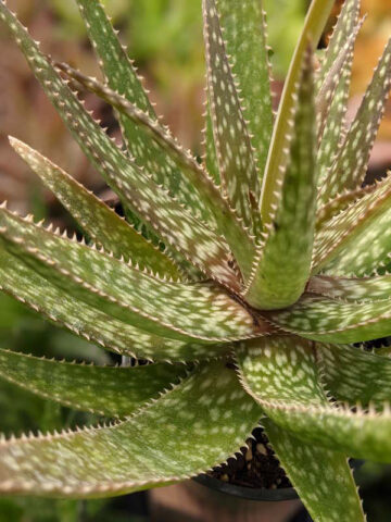 Lg. Spectacular Maui Mounding Aloe Plant (aloe sp)