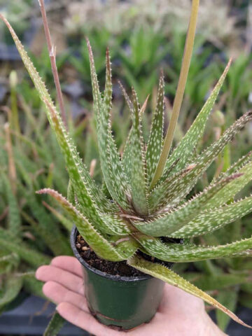 Lg. Spectacular Maui Mounding Aloe Plant (aloe sp) - Image 3