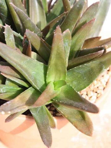 Deep Maroon Tip Aloe Plant (aloe Maroon sp) - Image 2