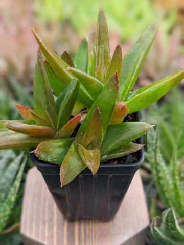 Alternative view of Deep Maroon Tip Aloe Plant (aloe Maroon sp)