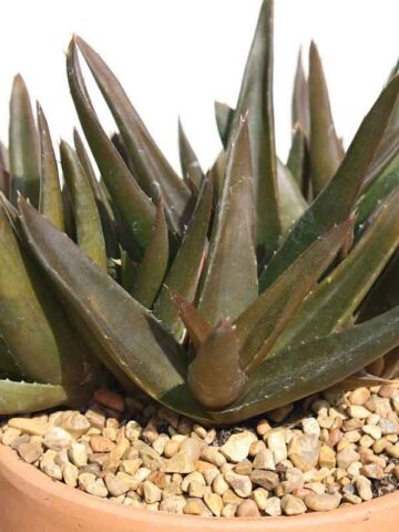 Deep Maroon Tip Aloe Plant (aloe Maroon sp) - Image 3
