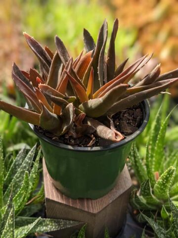 Deep Maroon Tip Aloe Plant (aloe Maroon sp) - Image 3